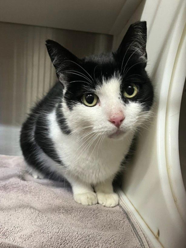 *MICK, Adoptable, Senior Male Domestic Short Hair.