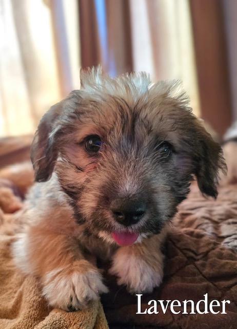 Lavender, ADOPTABLE, Puppy Female Terrier.