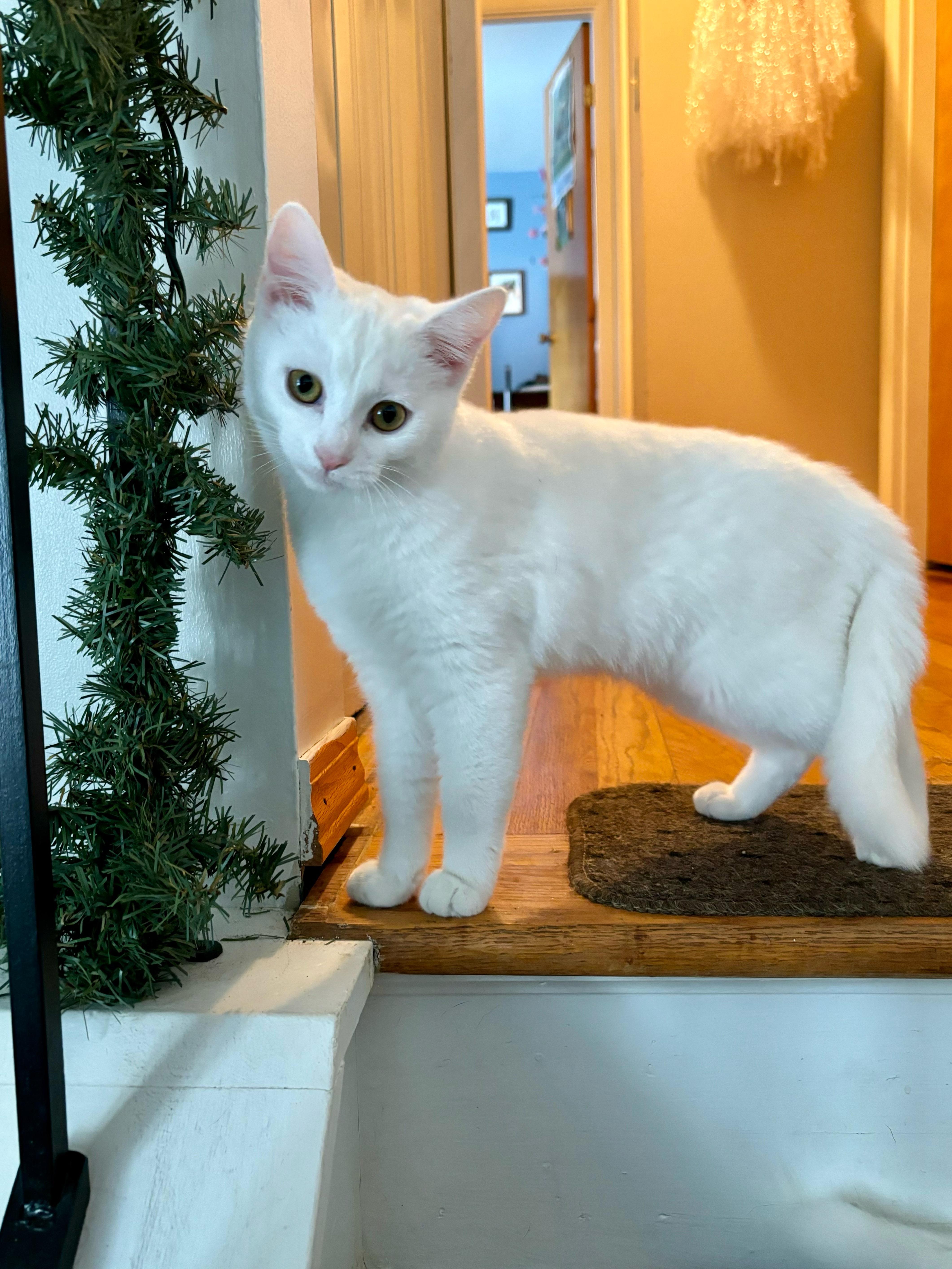 Enlarge Dottie *Must be adopted with Kylan*, an adoptable Domestic Short Hair in Pittsburgh, PA image 1/6