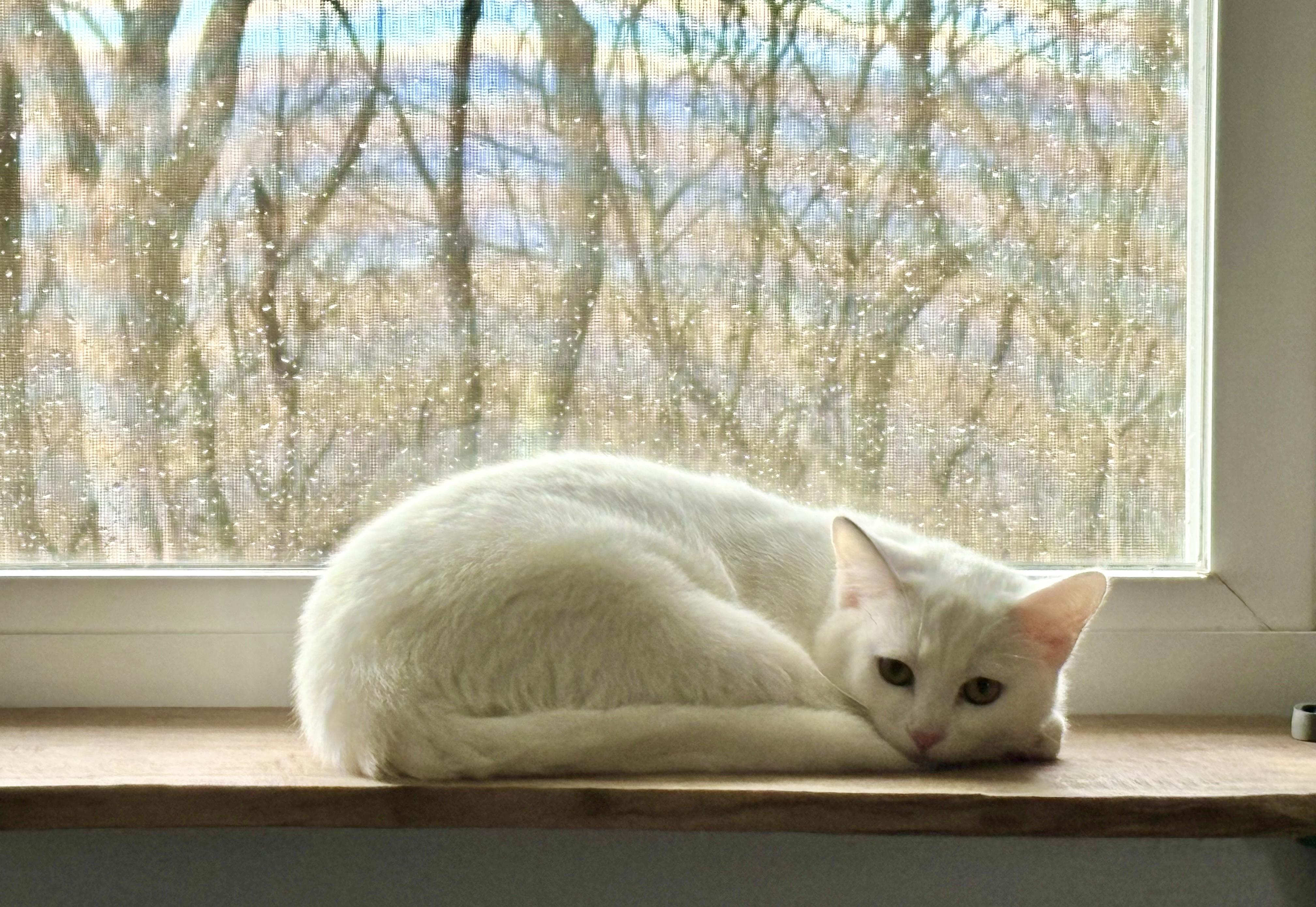 Enlarge Dottie *Must be adopted with Kylan*, an adoptable Domestic Short Hair in Pittsburgh, PA image 2/6