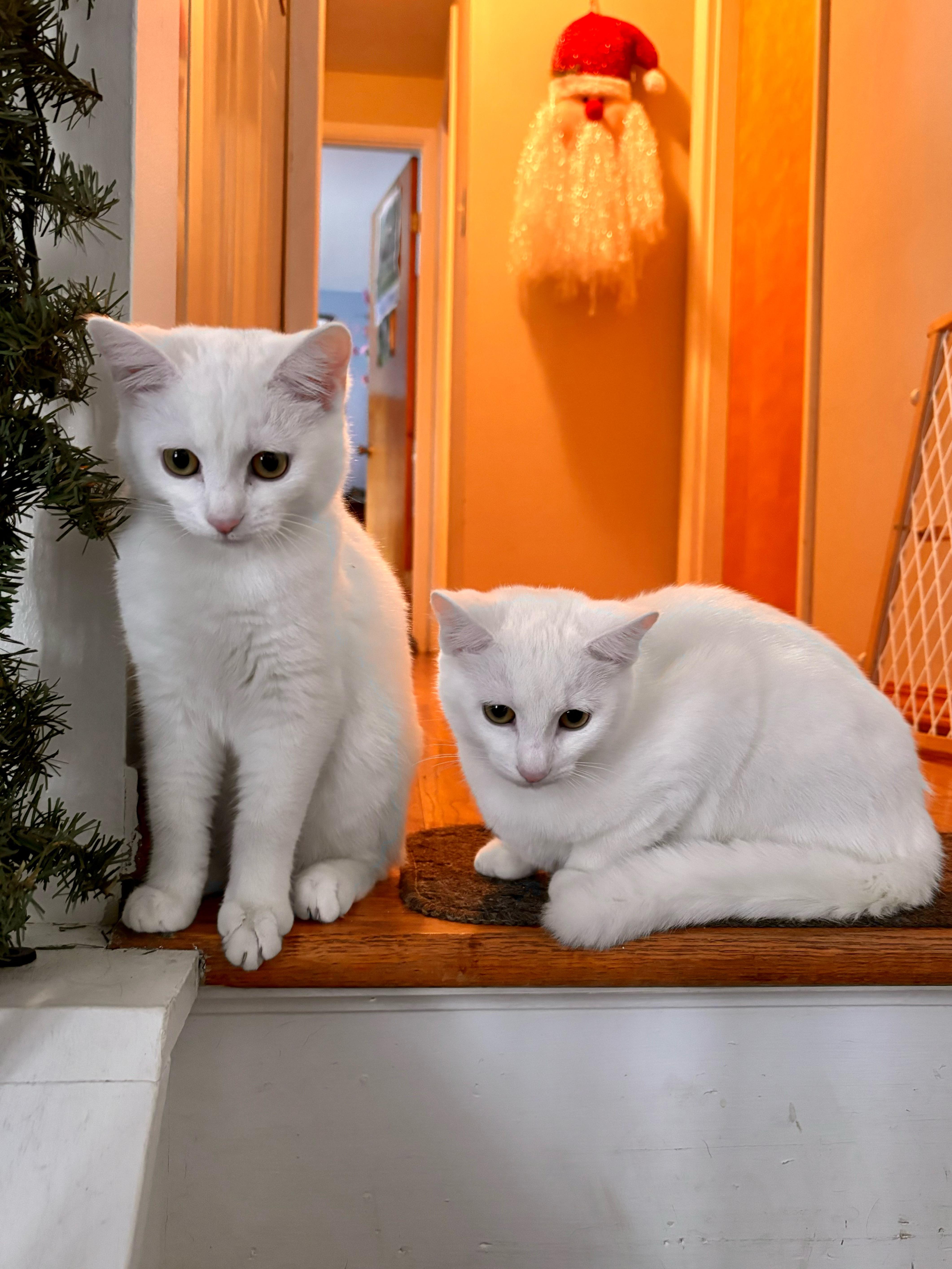 Enlarge Dottie *Must be adopted with Kylan*, an adoptable Domestic Short Hair in Pittsburgh, PA image 3/6