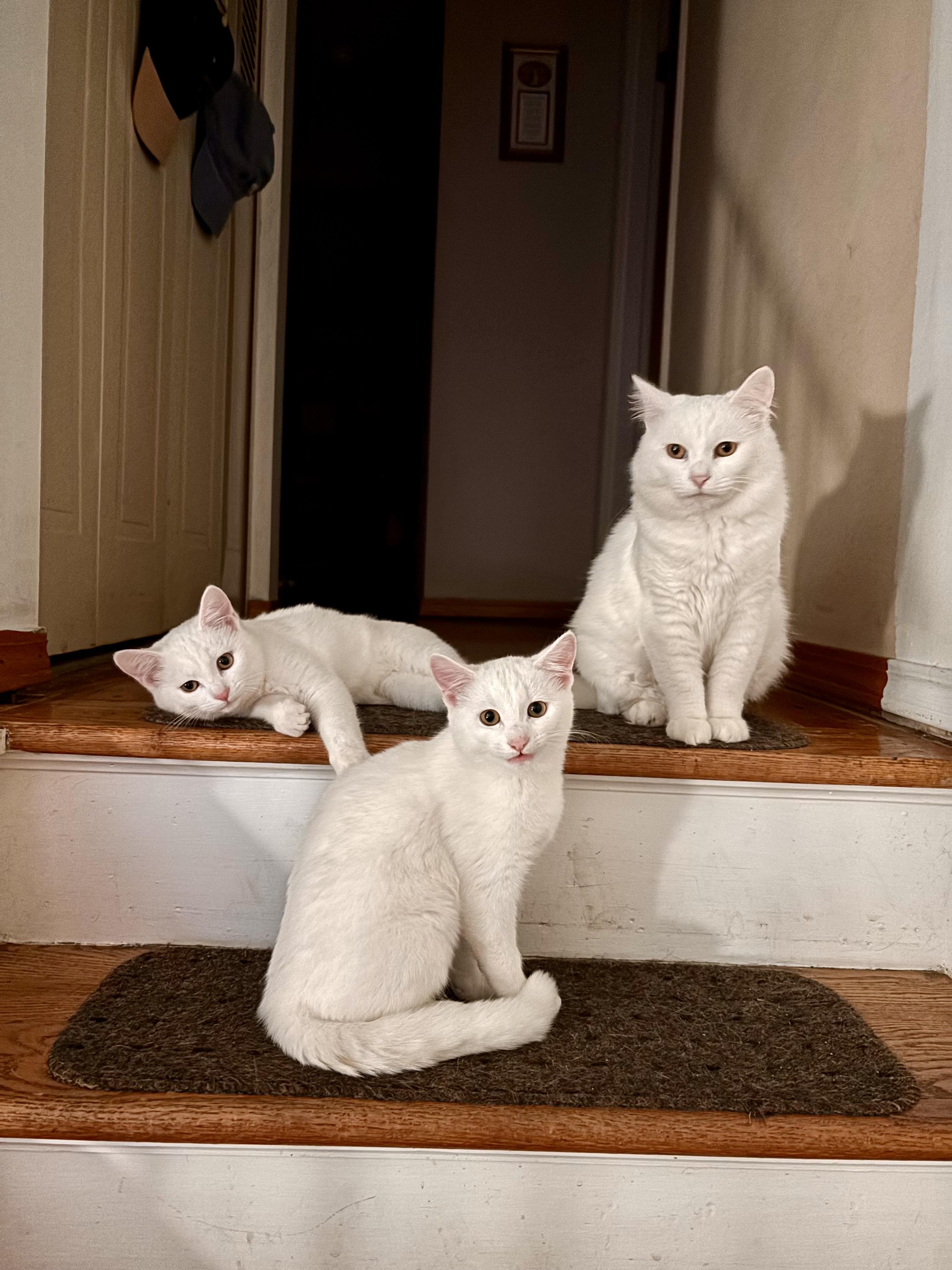 Enlarge Dottie *Must be adopted with Kylan*, an adoptable Domestic Short Hair in Pittsburgh, PA image 4/6