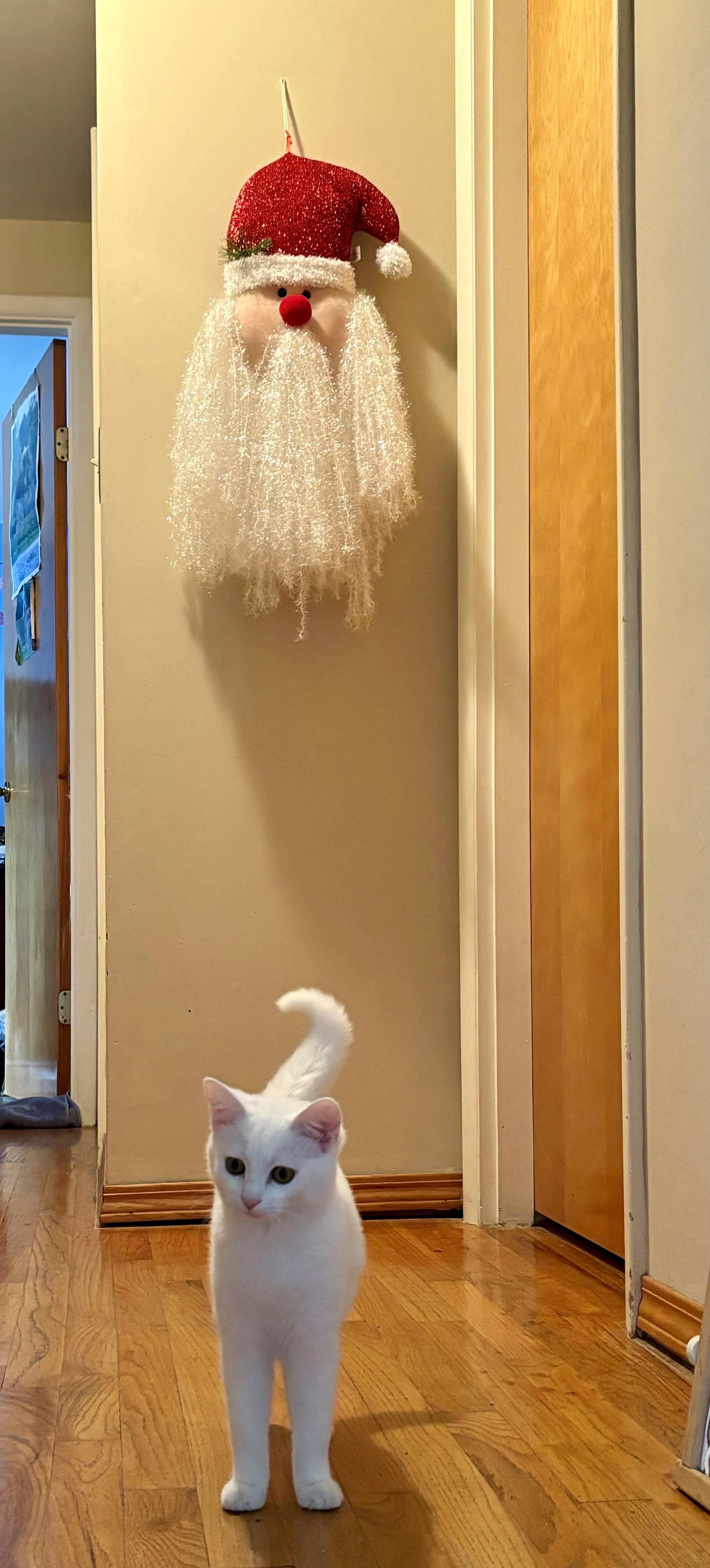 Enlarge Dottie *Must be adopted with Kylan*, an adoptable Domestic Short Hair in Pittsburgh, PA image 5/6