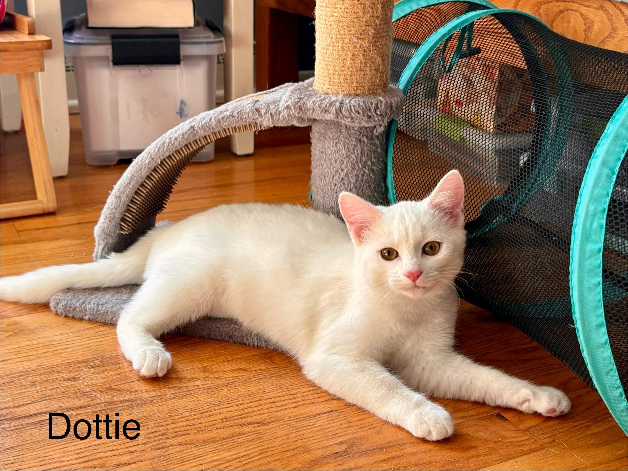 Enlarge Dottie *Must be adopted with Kylan*, an adoptable Domestic Short Hair in Pittsburgh, PA image 6/6