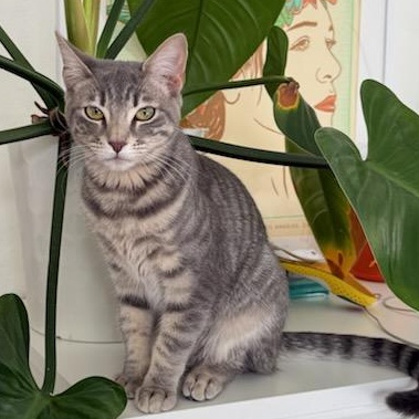 Luna, Adoptable, Young Female Domestic Short Hair.