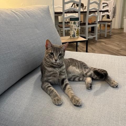 Enlarge Luna, a Adoptable mixed breed in North Hollywood, CA image 2/2