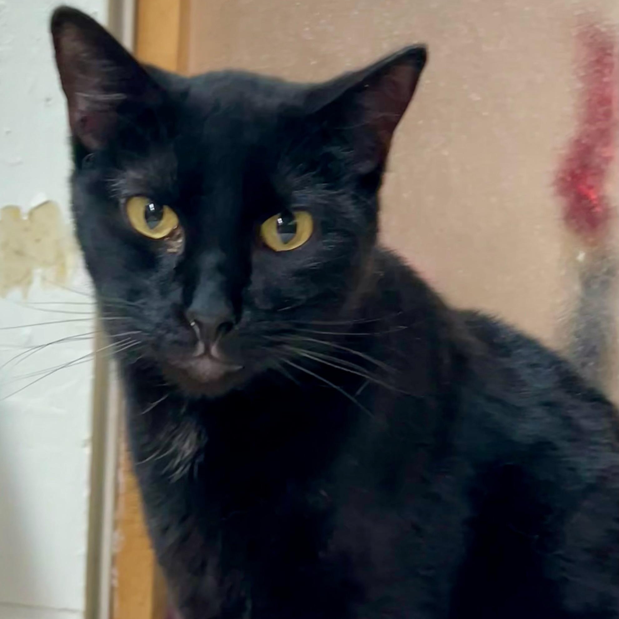 Cashew, Adoptable, Young Female Domestic Short Hair.