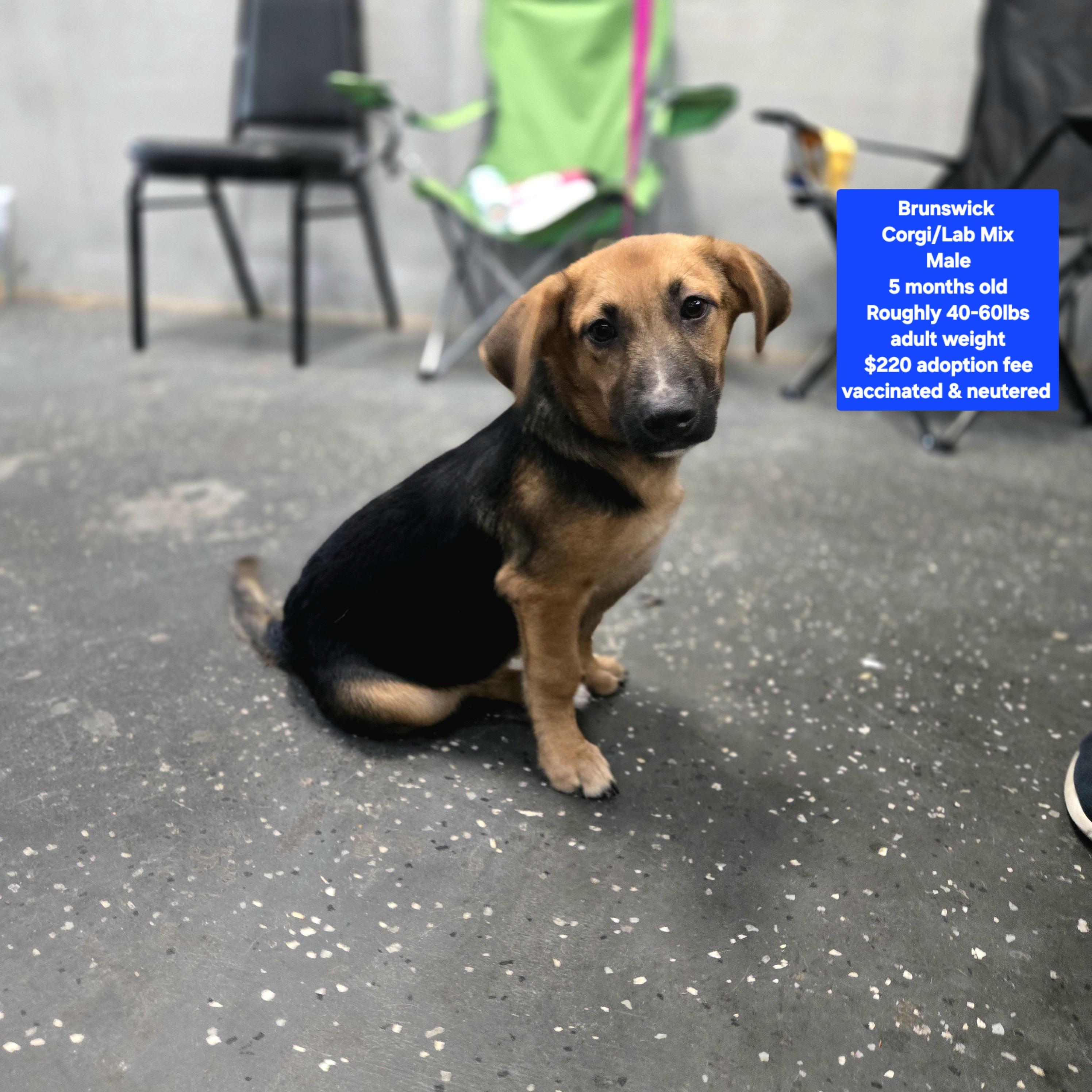 Brunswick, Adoptable, Puppy Male Corgi.