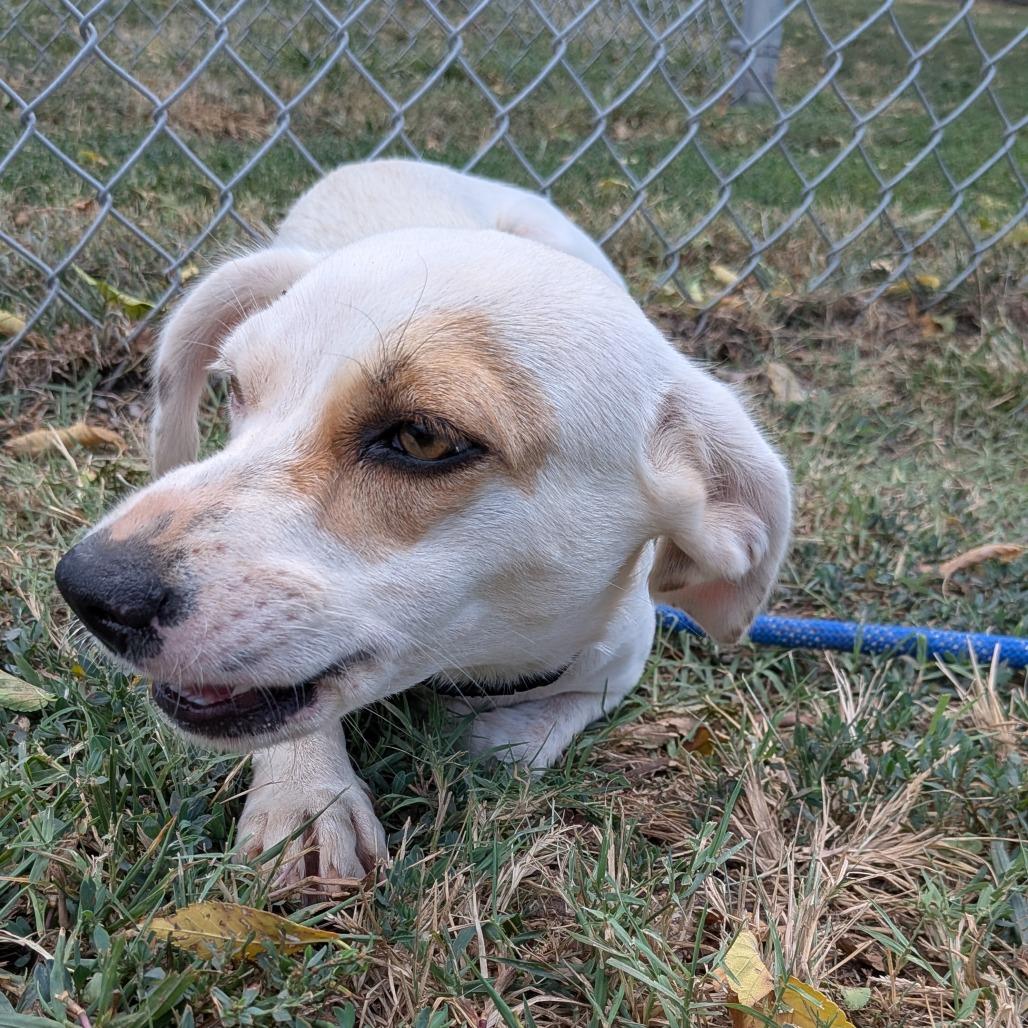 Misti, Adoptable, Young Female Labrador Retriever & Mixed Breed.