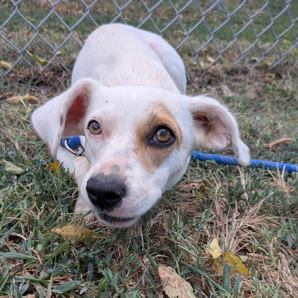 Enlarge Misti, a Adoptable mixed breed in Tulsa, OK image 2/6