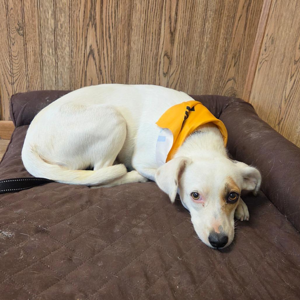Enlarge Misti, a Adoptable mixed breed in Tulsa, OK image 3/6