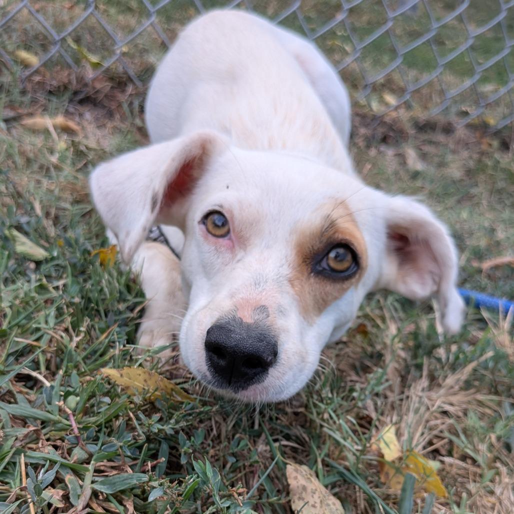 Enlarge Misti, a Adoptable mixed breed in Tulsa, OK image 4/6