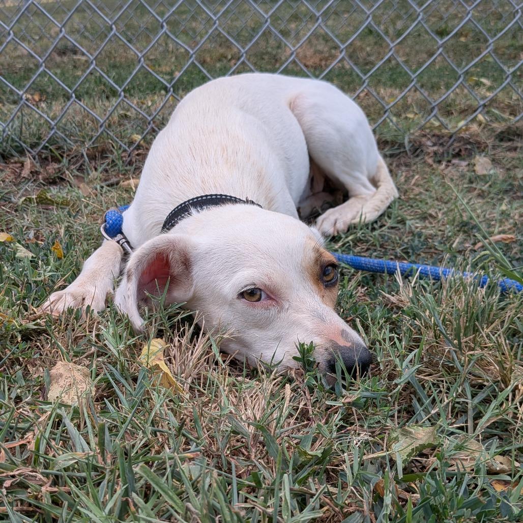 Enlarge Misti, a Adoptable mixed breed in Tulsa, OK image 5/6