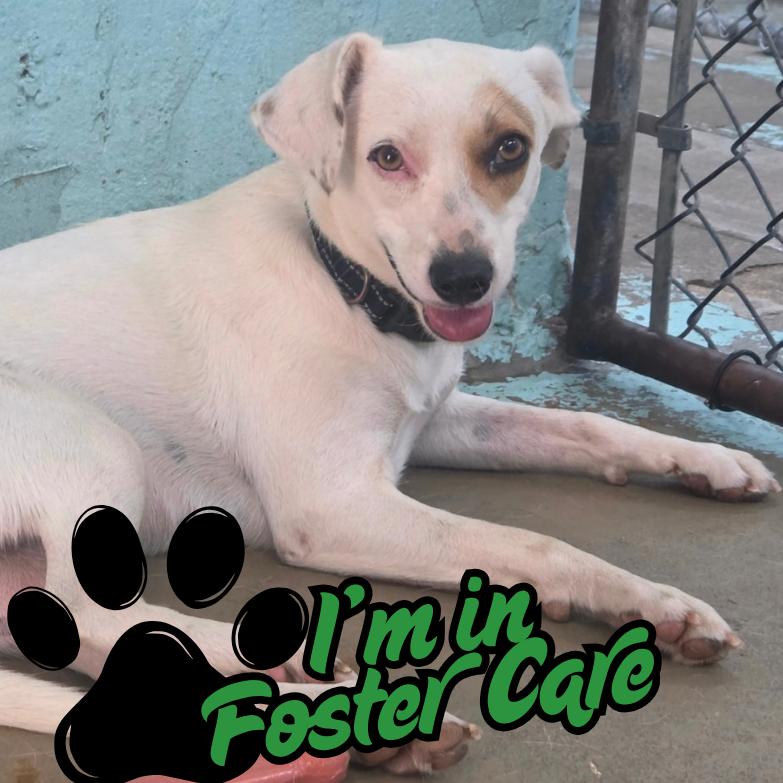 Enlarge Misti, a Adoptable mixed breed in Tulsa, OK image 6/6
