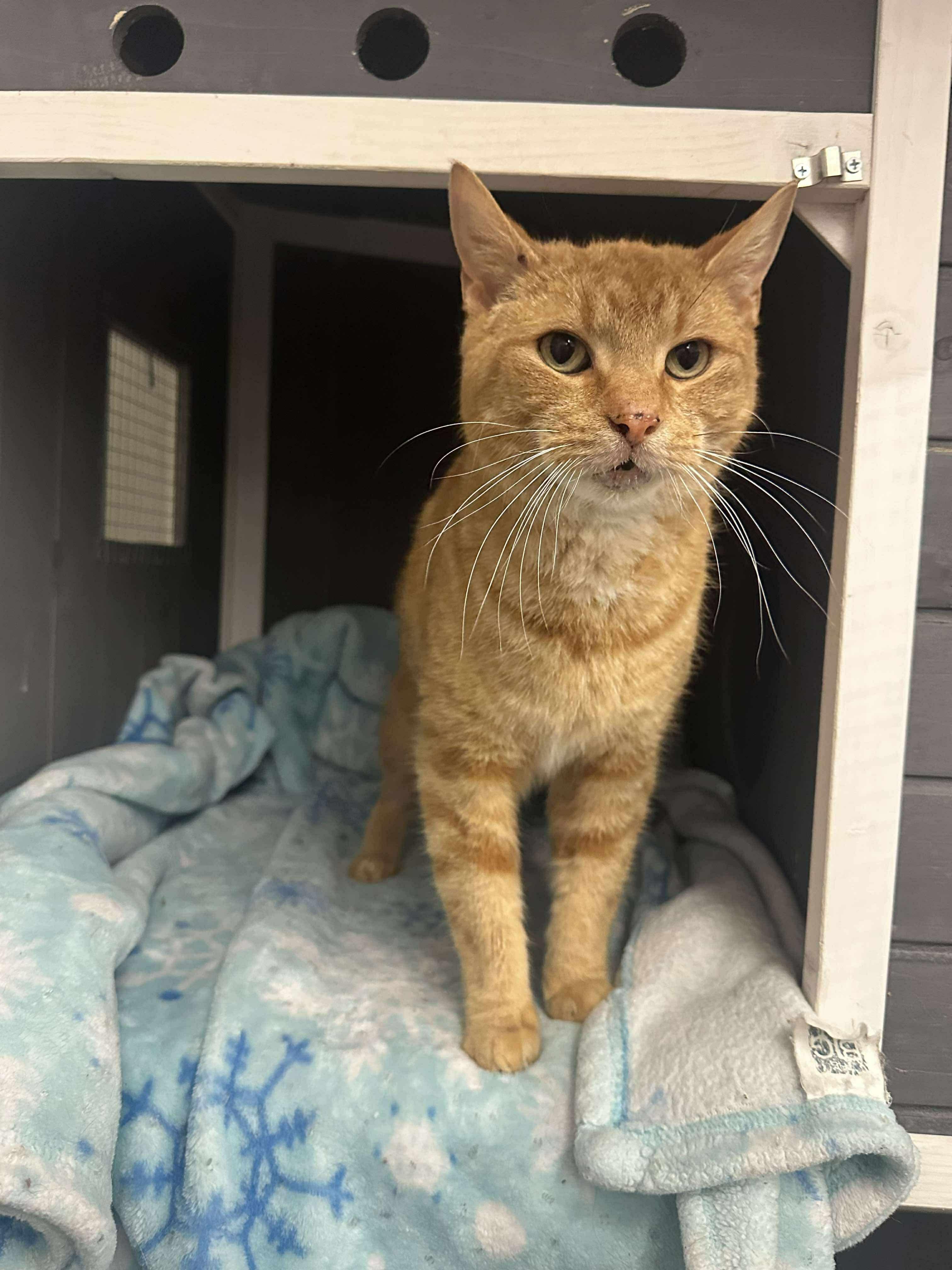 Kurt, ADOPTABLE, Young Male Domestic Short Hair.