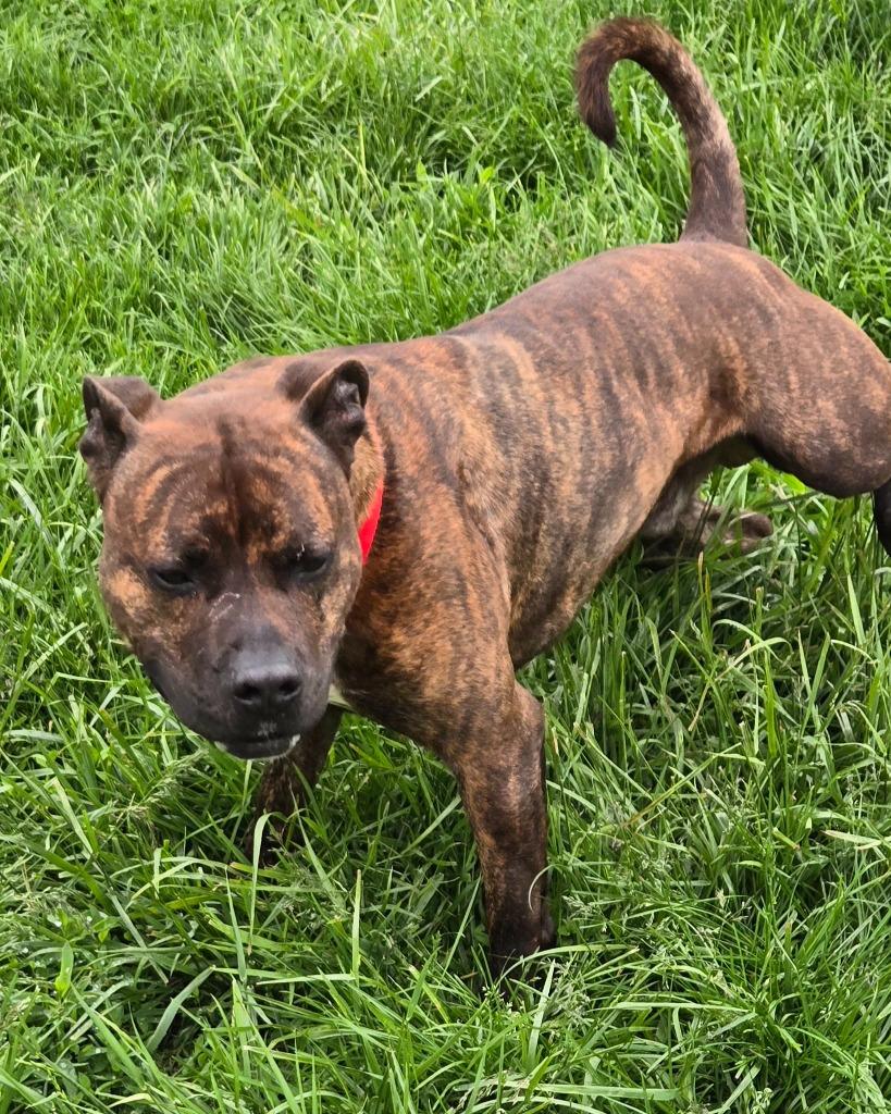 ZIGGY, Adoptable, Adult Male Pit Bull Terrier.