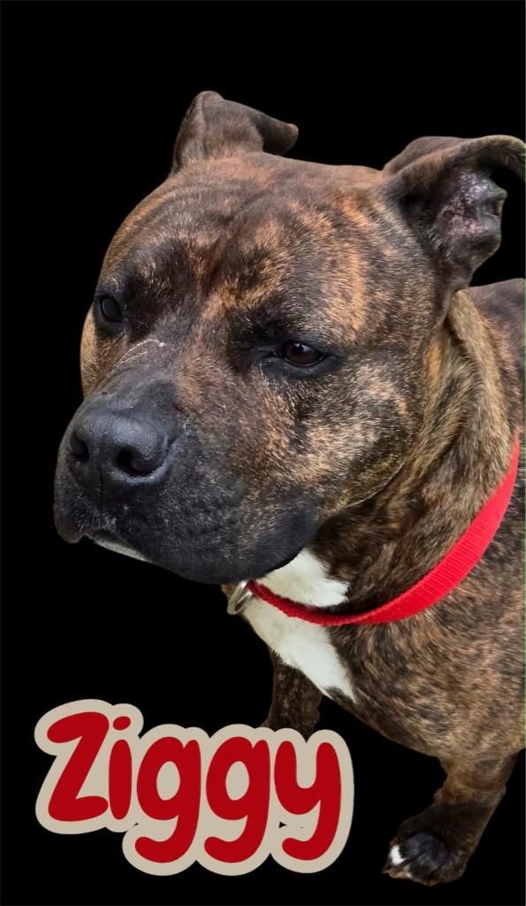 Enlarge ZIGGY, a Adoptable Pit Bull Terrier in Moberly, MO image 2/3