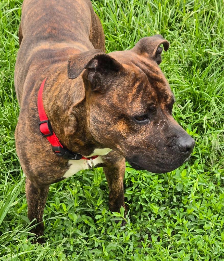 ZIGGY, Adoptable, Adult Male Pit Bull Terrier.