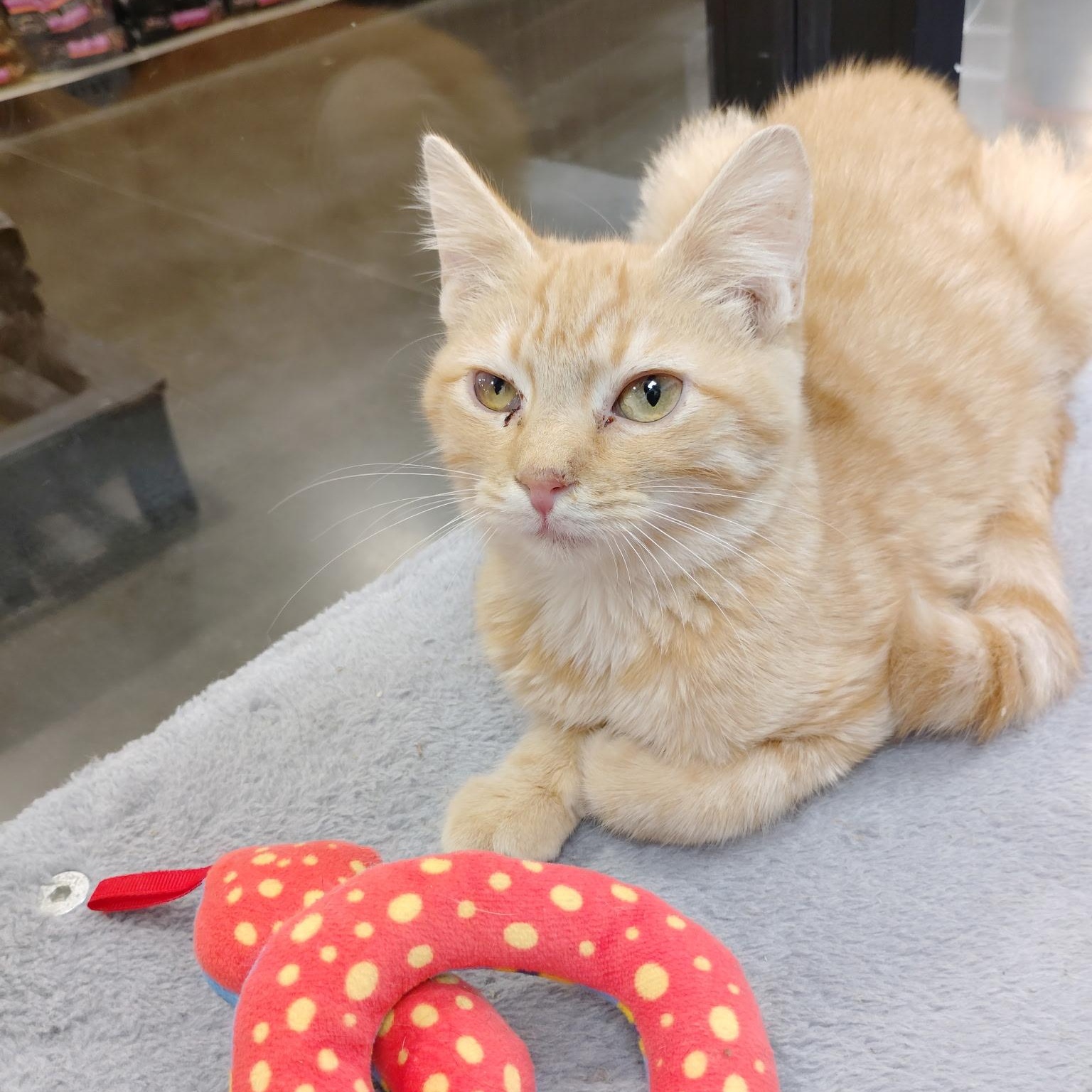 Pancake, Adoptable, Kitten Female Domestic Short Hair.