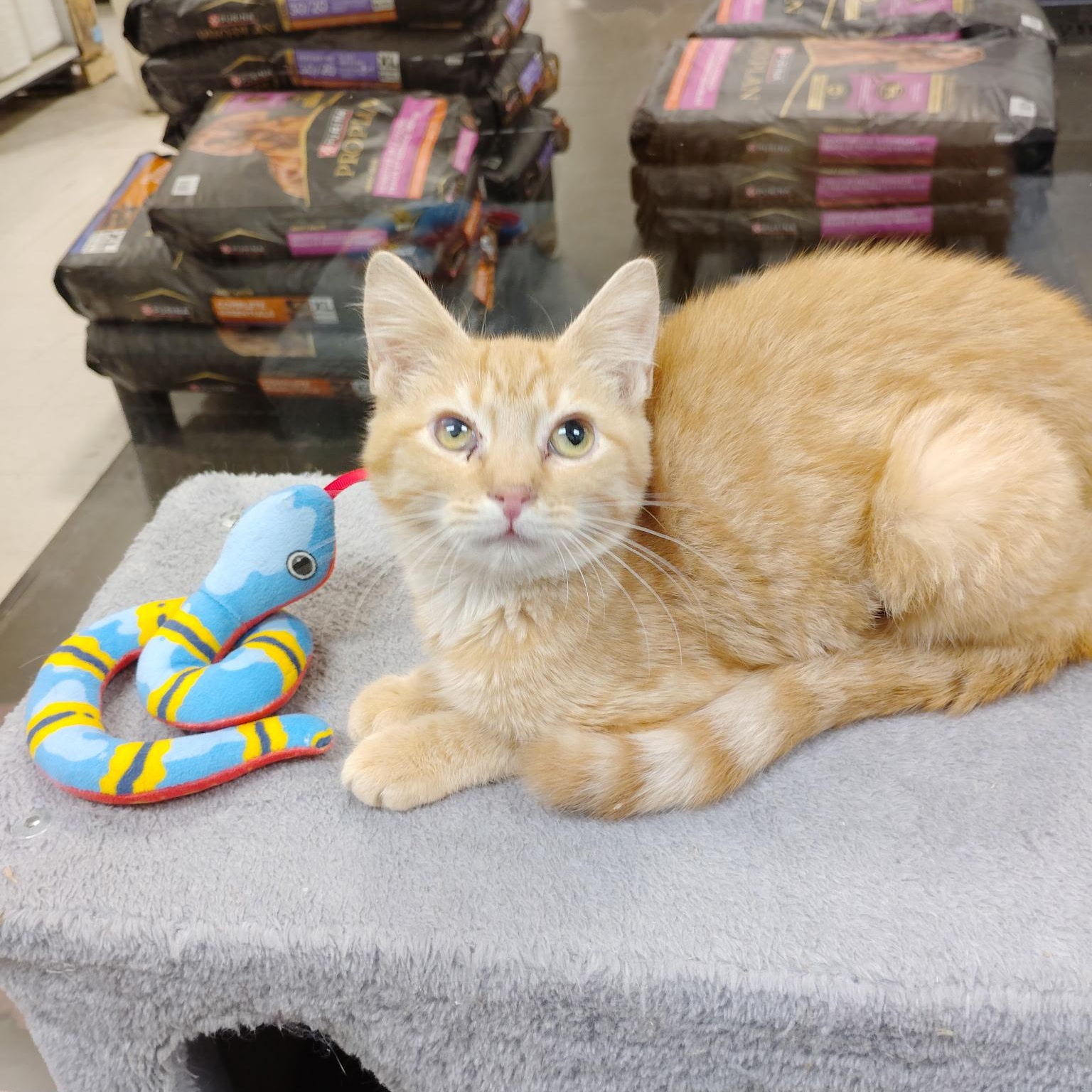 Enlarge Pancake, a Adoptable Domestic Short Hair in Rock Hill, SC image 2/2