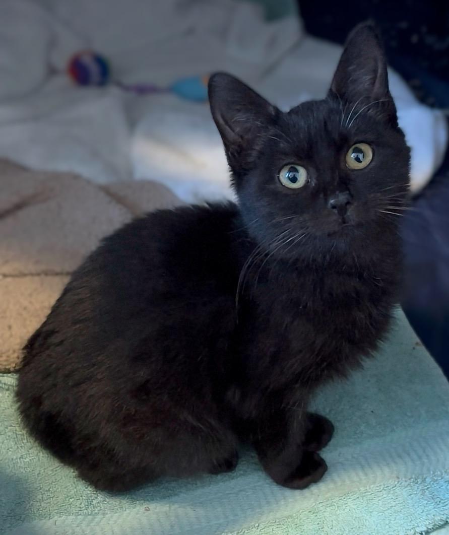 Zinnia, ADOPTABLE, Young Female Domestic Short Hair.