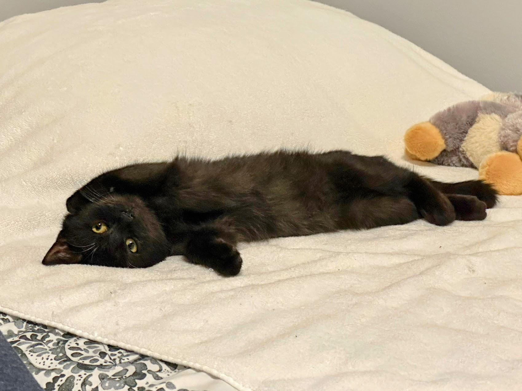 Enlarge Zinnia, a ADOPTABLE Domestic Short Hair in New York, NY image 2/6