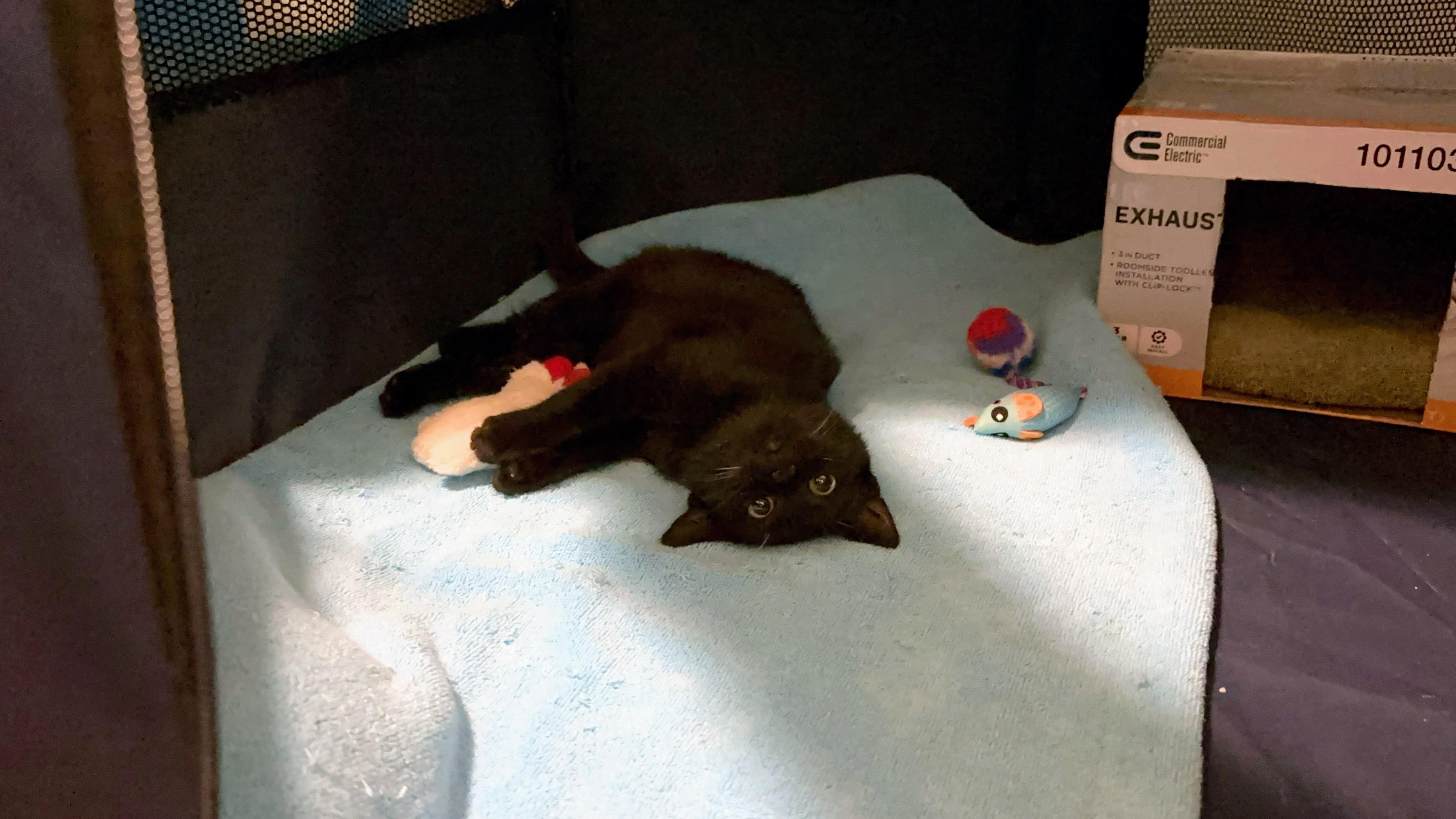 Enlarge Zinnia, a ADOPTABLE Domestic Short Hair in New York, NY image 5/6