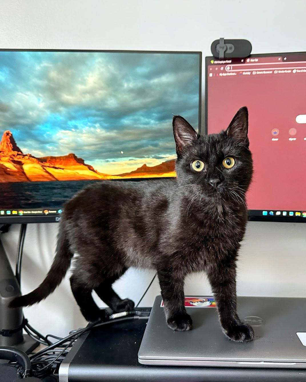 Enlarge Zinnia, a ADOPTABLE Domestic Short Hair in New York, NY image 3/6