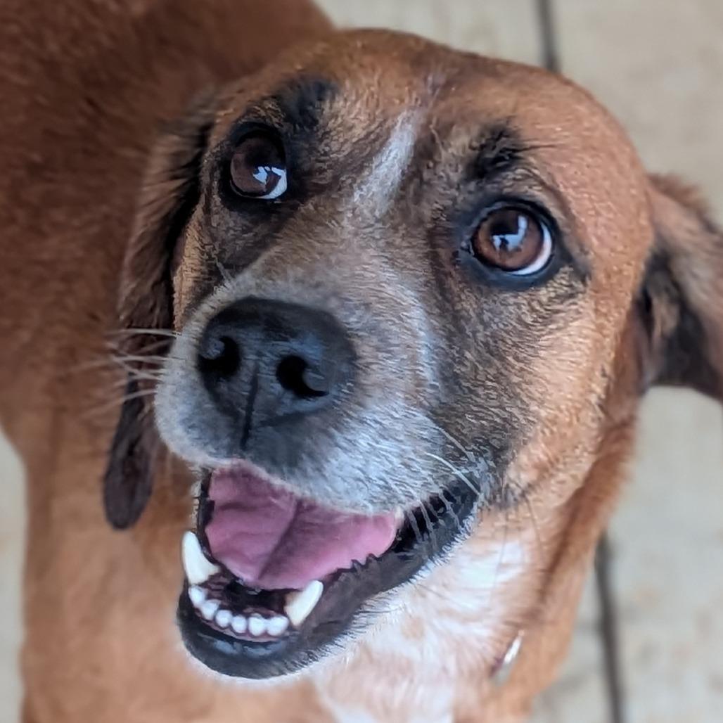 Sandy(BAS), a Adoptable mixed breed in Lenoir, NC image 1/6