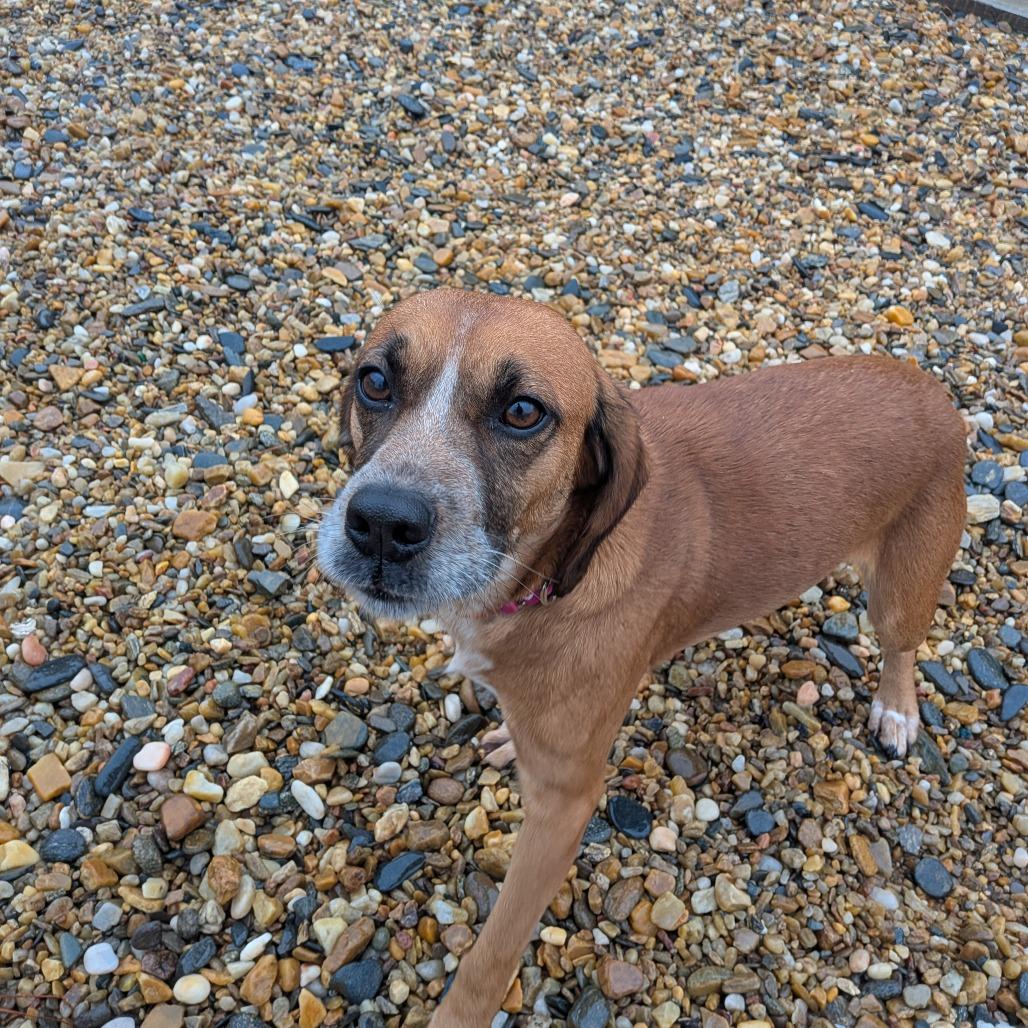 Sandy(BAS), a Adoptable mixed breed in Lenoir, NC image 2/6