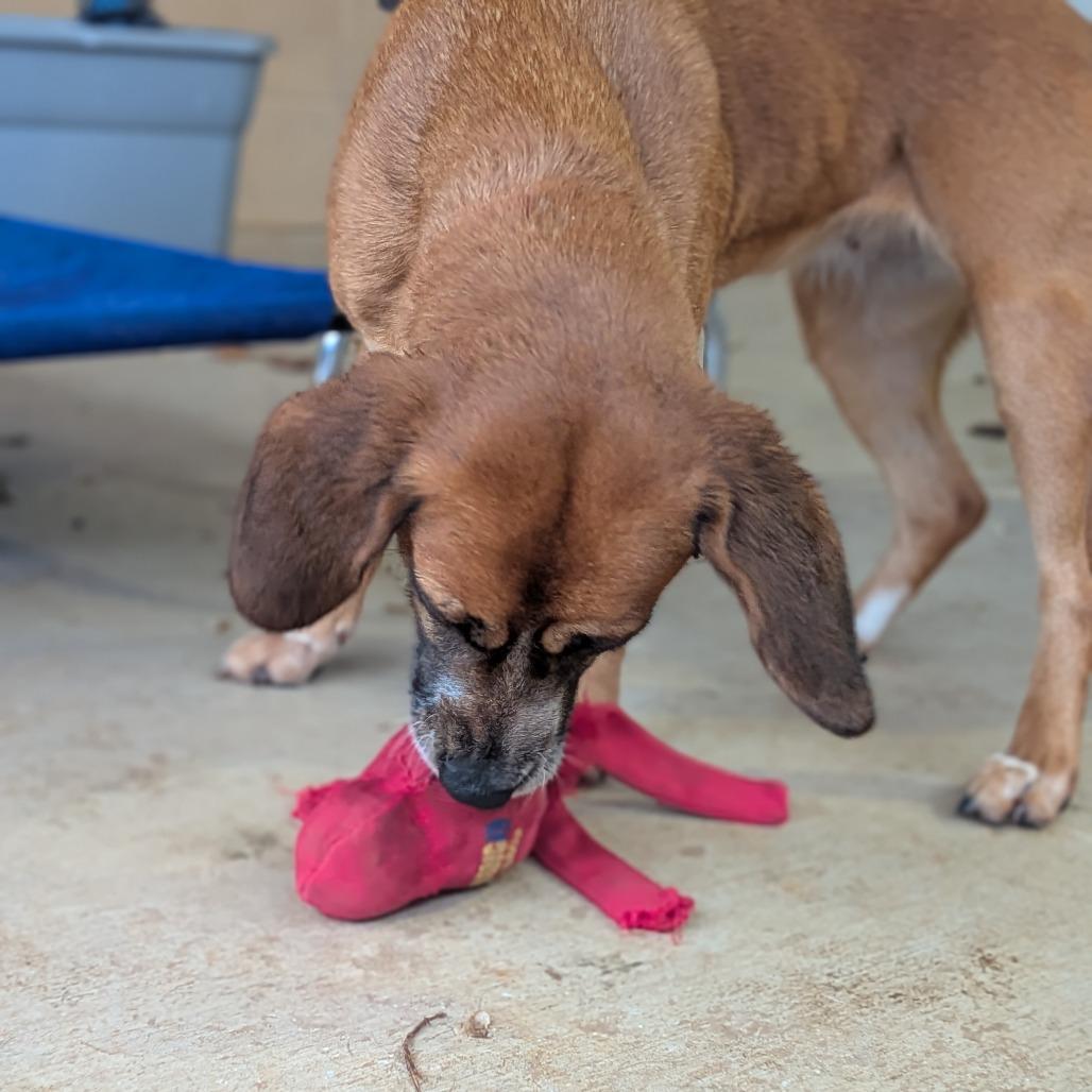 Sandy(BAS), a Adoptable mixed breed in Lenoir, NC image 3/6