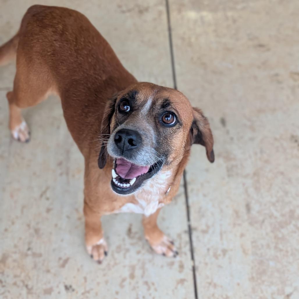 Sandy(BAS), a Adoptable mixed breed in Lenoir, NC image 6/6