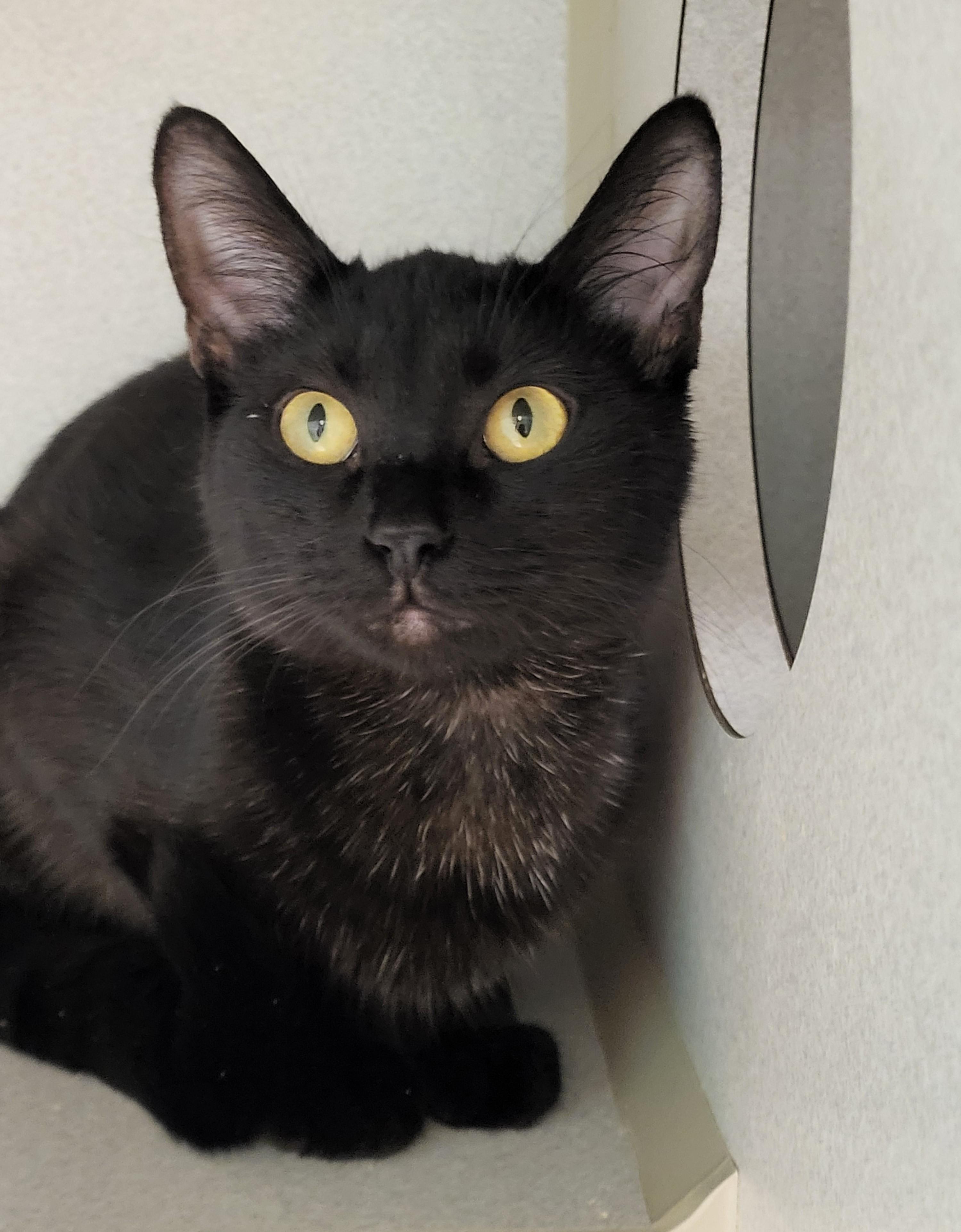 Enlarge Tilly, an adopted Domestic Short Hair in Grayslake, IL image 2/2