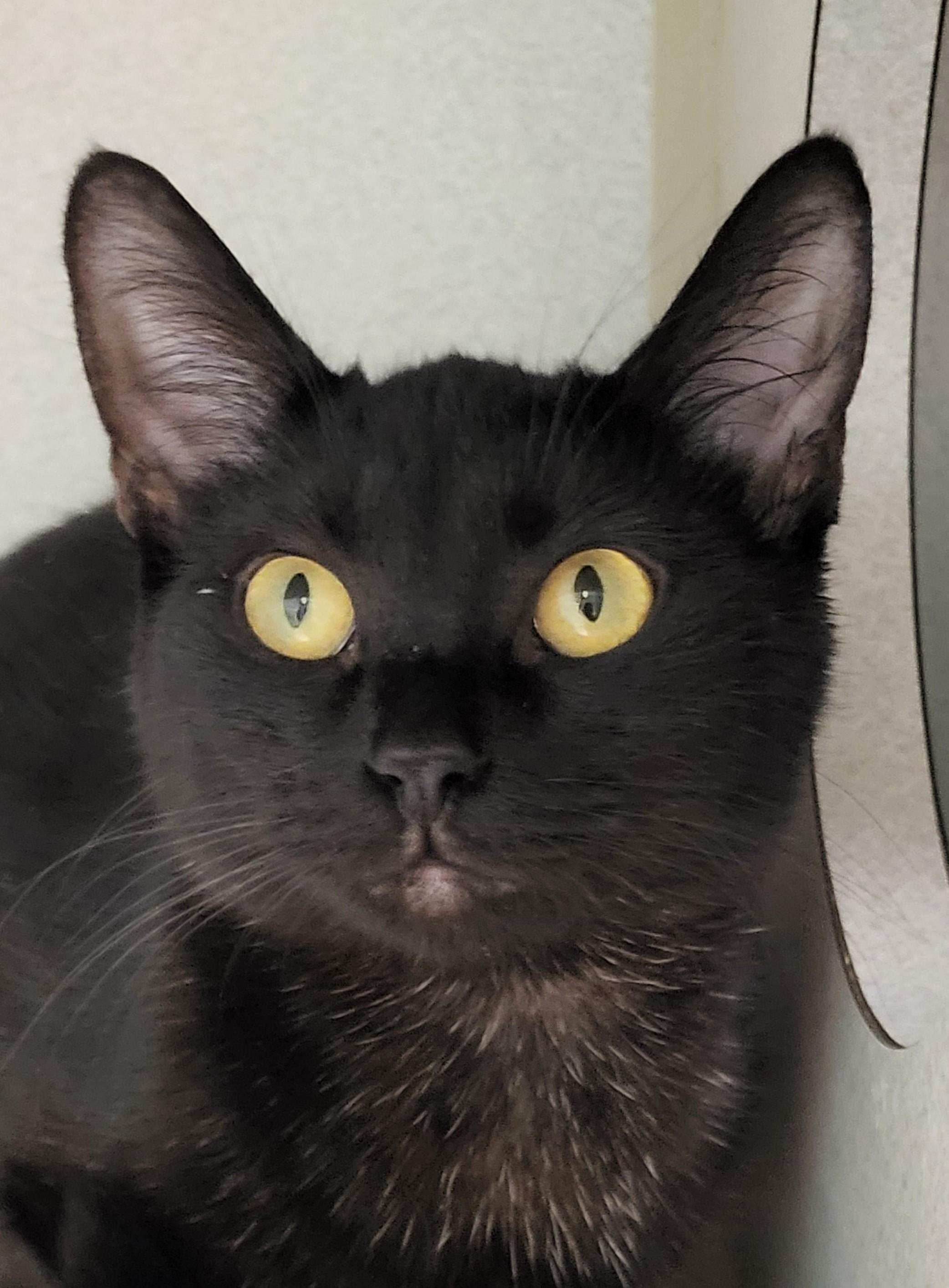 Enlarge Tilly, an adopted Domestic Short Hair in Grayslake, IL image 1/2