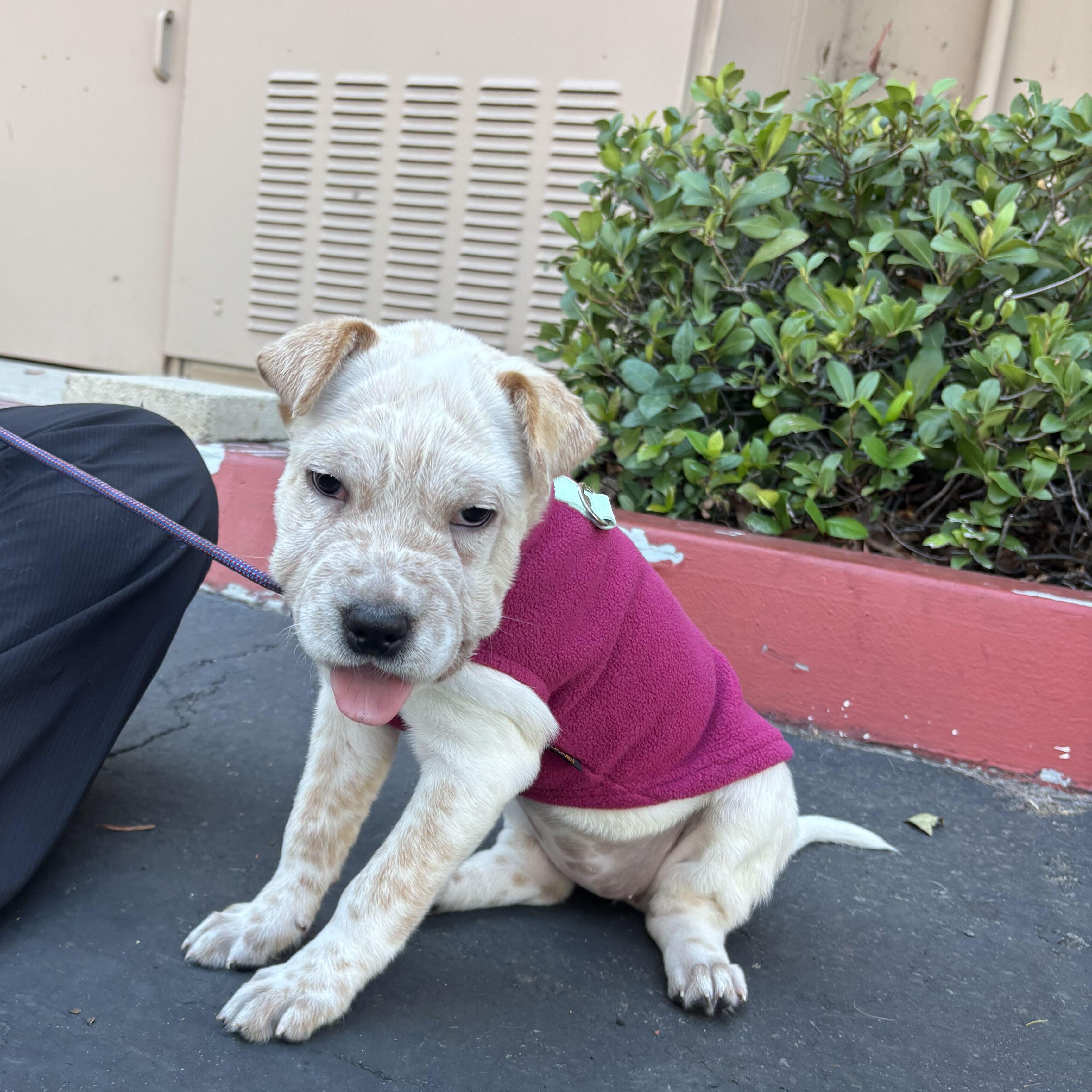 Enlarge Clover, a Adoptable mixed breed in Rancho Santa Margarita, CA image 1/3