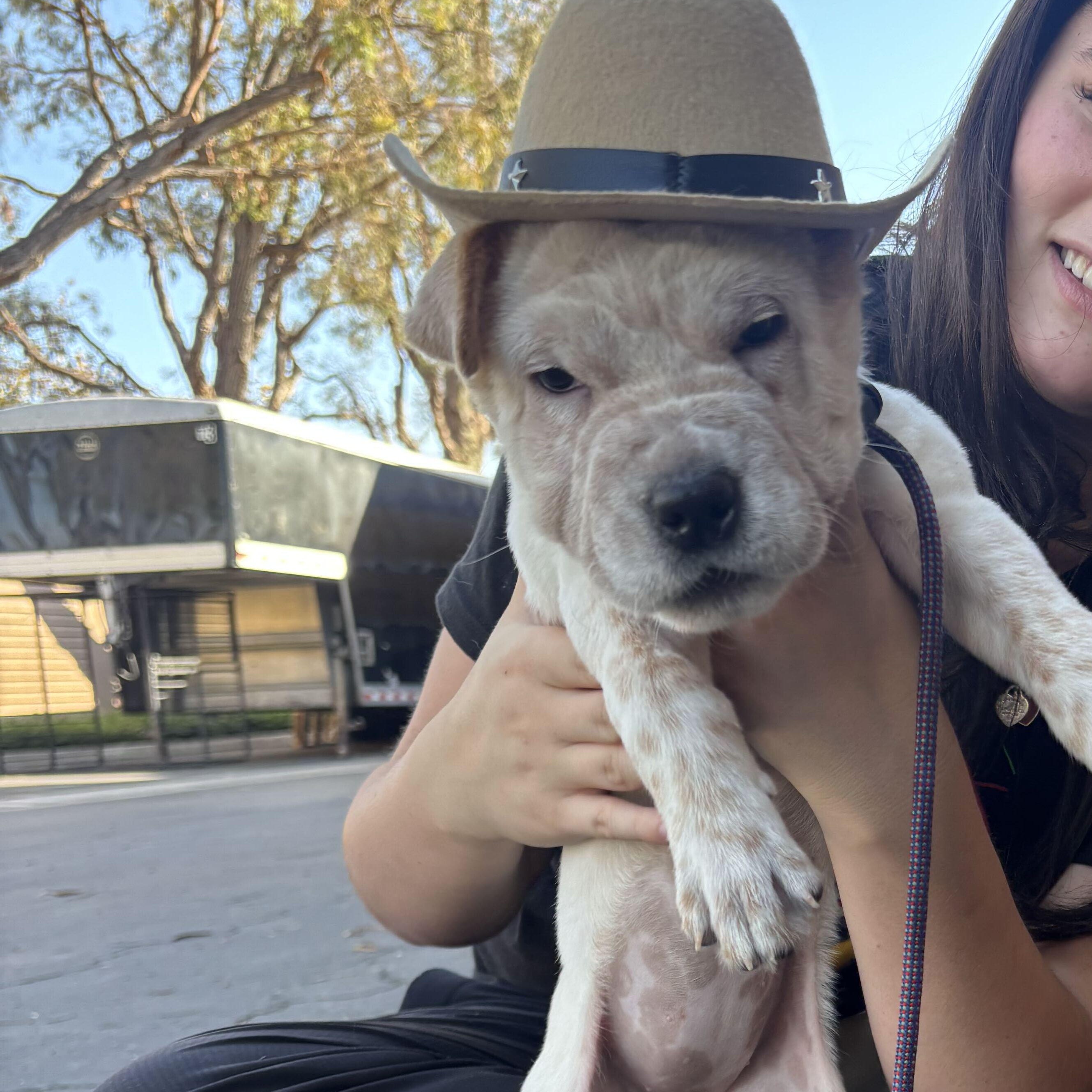 Enlarge Clover, a Adoptable mixed breed in Rancho Santa Margarita, CA image 3/3