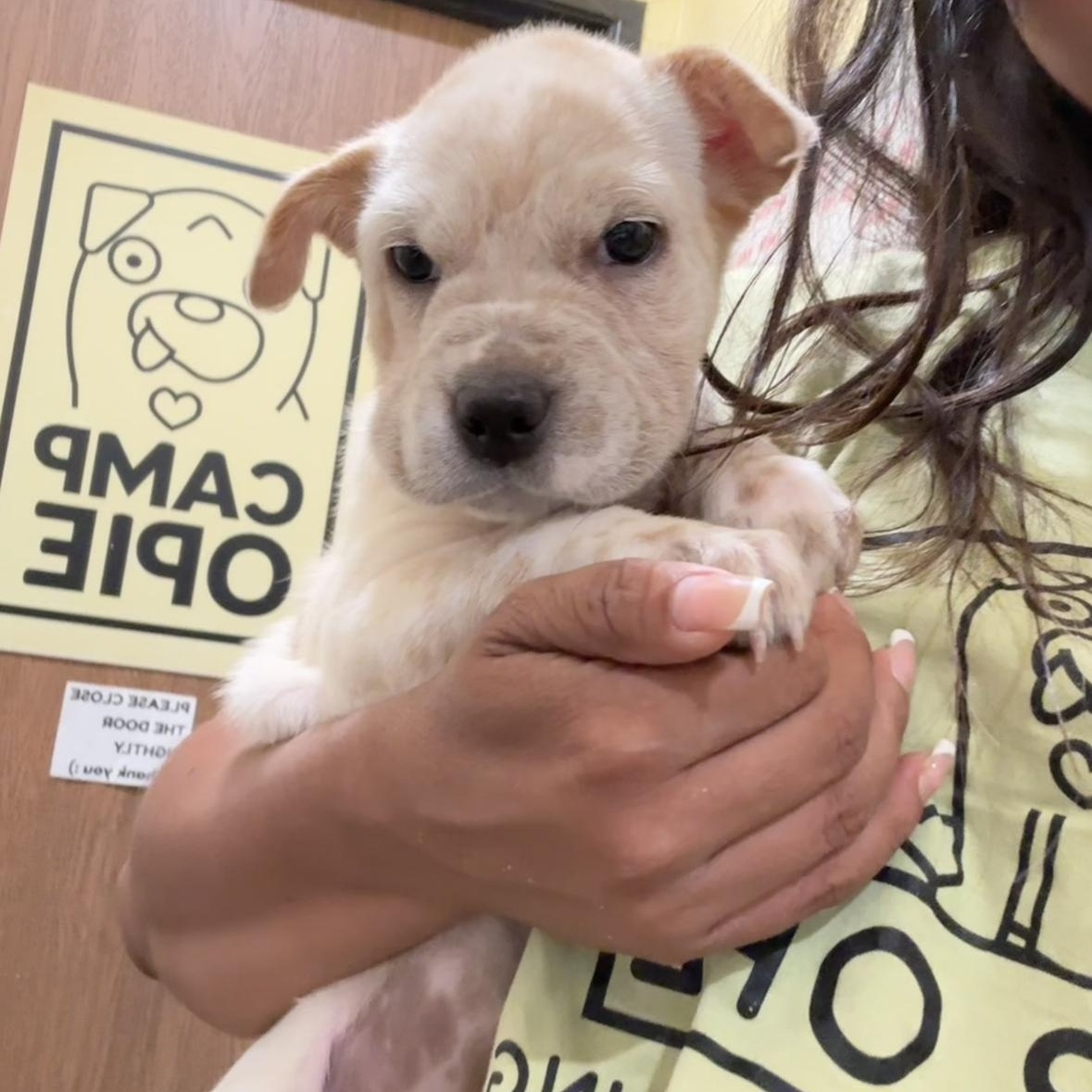 Enlarge Clover, a Adoptable mixed breed in Rancho Santa Margarita, CA image 2/3