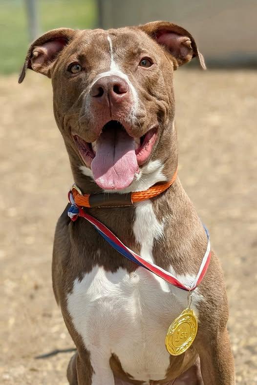 Hero, adoptable, Adult Male American Bully.