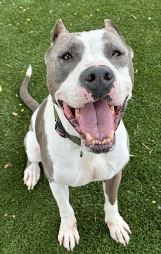 Rubble, Adoptable, Senior Male Terrier & Pit Bull Terrier.