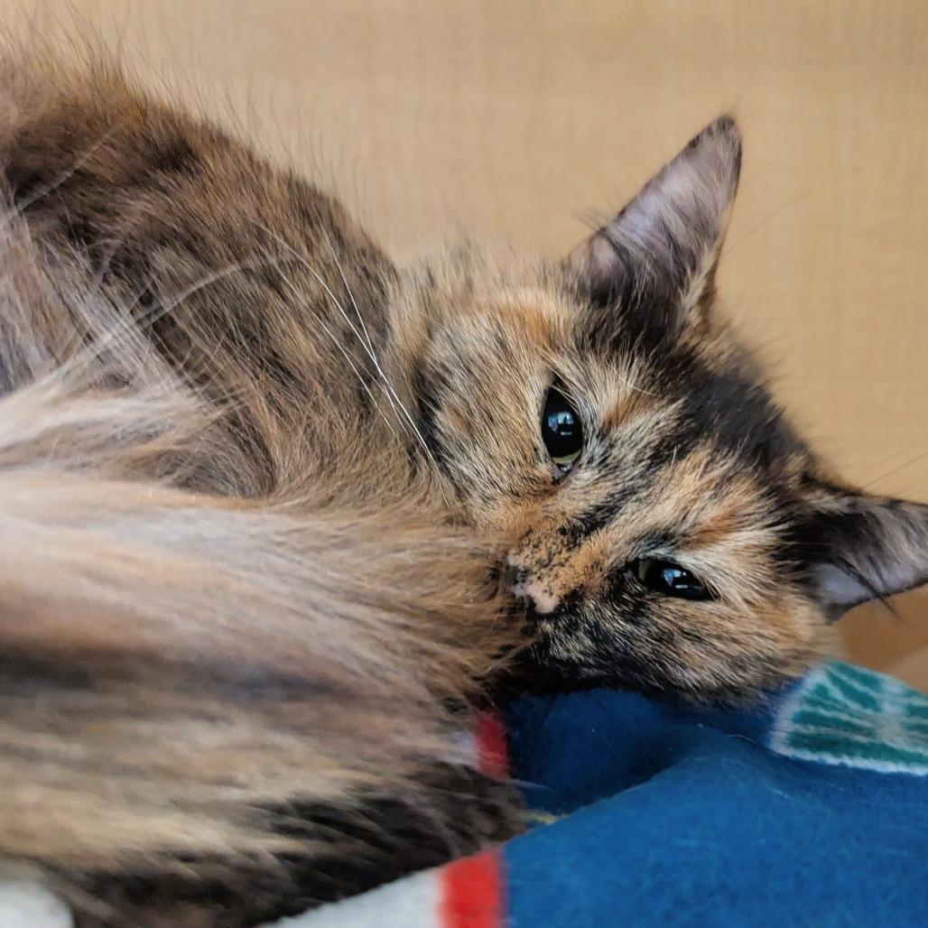 Enlarge Cutie Patootie, a Adoptable Domestic Medium Hair in Chesapeake, VA image 1/1