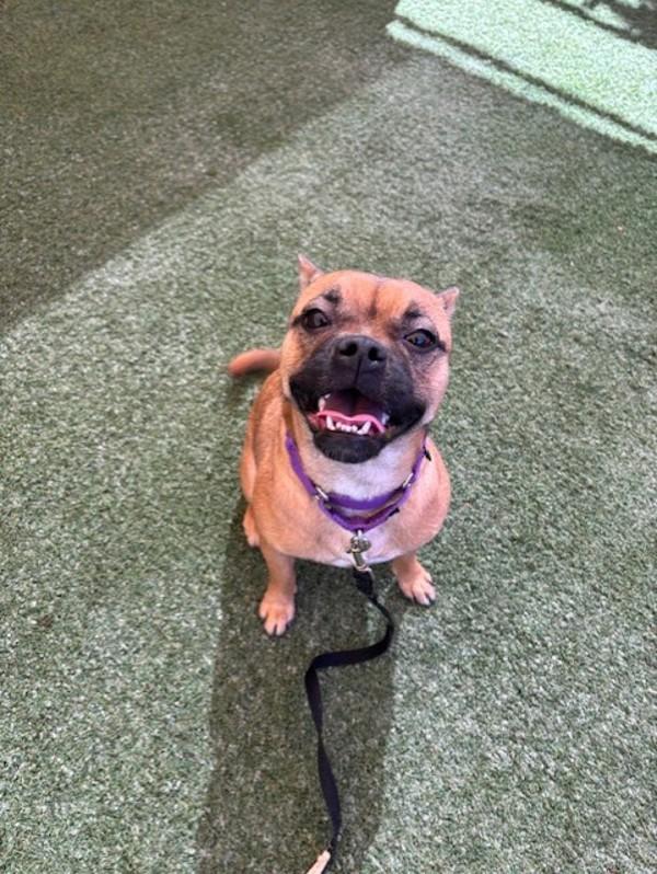Enlarge Brownie, a Adoptable mixed breed in Oceanside, CA image 1/1