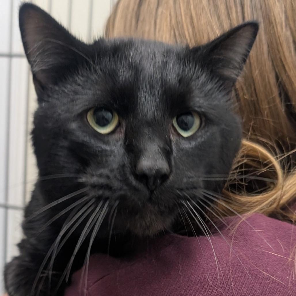 Enlarge Albus, a Adoptable Domestic Short Hair in Ridgway, CO image 2/2