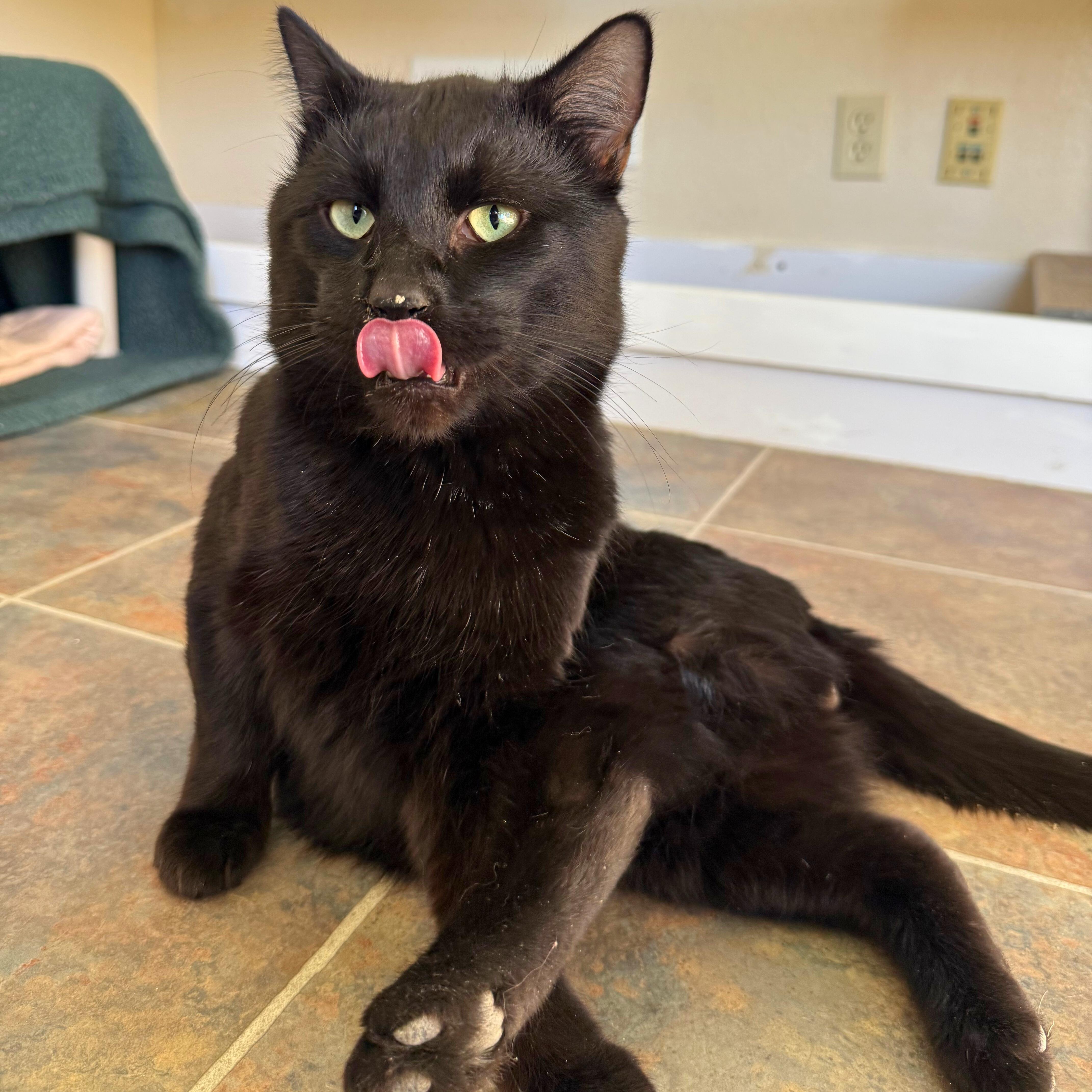 Enlarge Albus, a Adoptable Domestic Short Hair in Ridgway, CO image 1/2