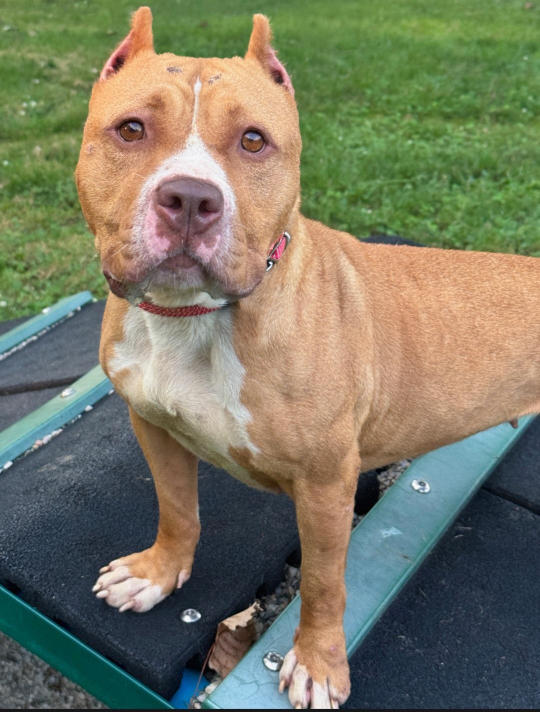Enlarge Hope, a Adoptable American Staffordshire Terrier in merrillville, IN image 2/2
