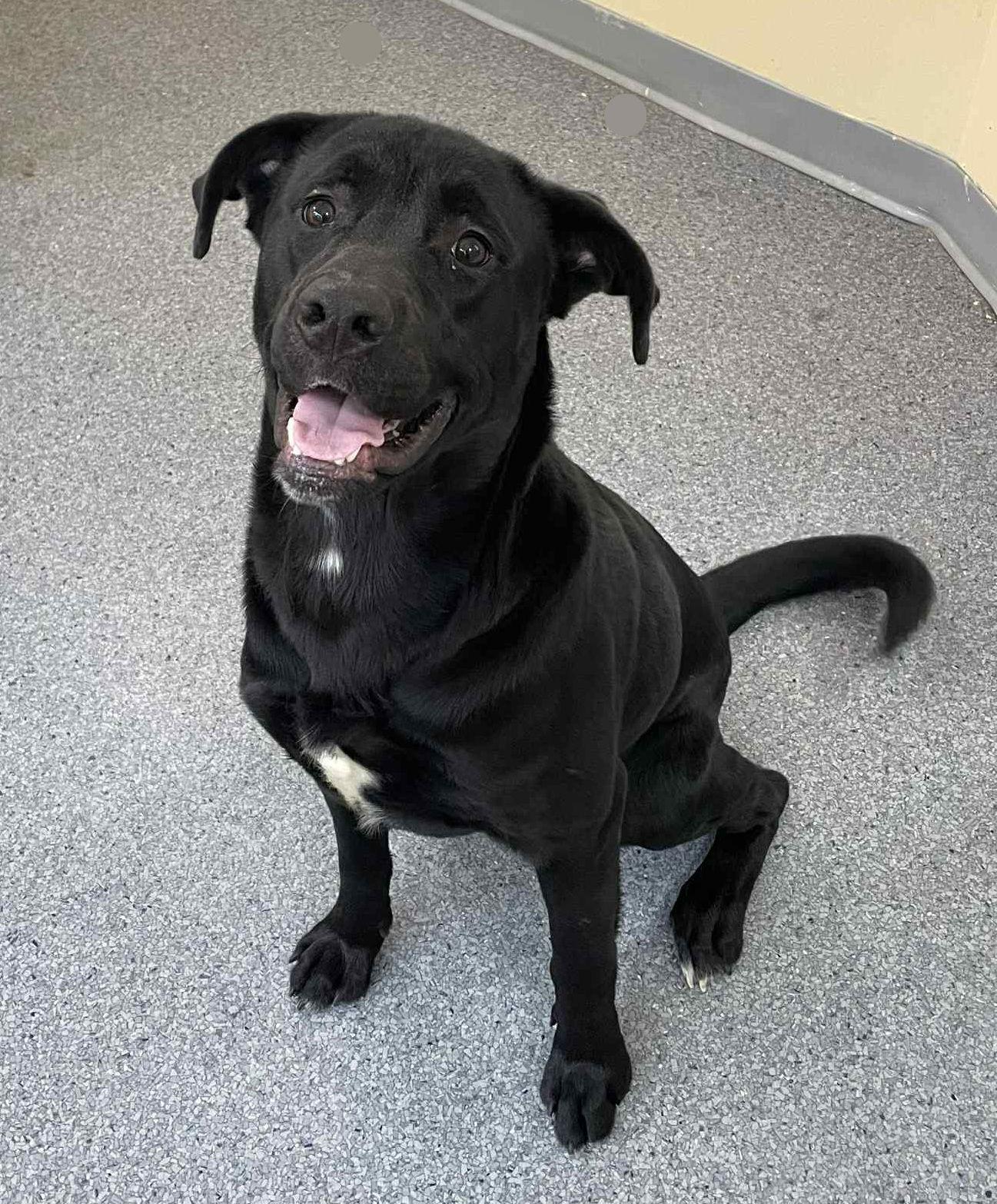 Malachi, Adoptable, Adult Male Terrier.