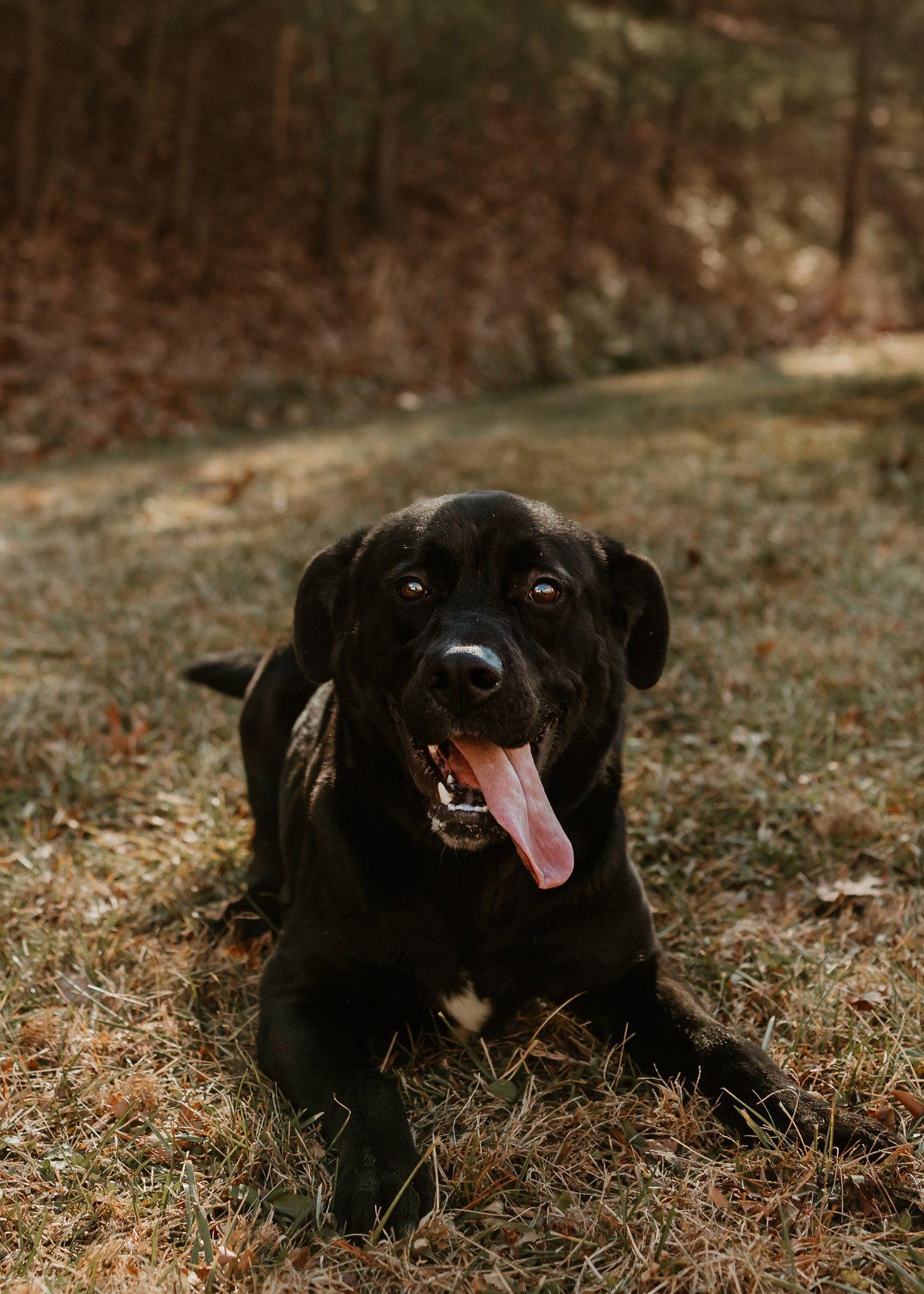 Malachi, Adoptable, Adult Male Terrier.