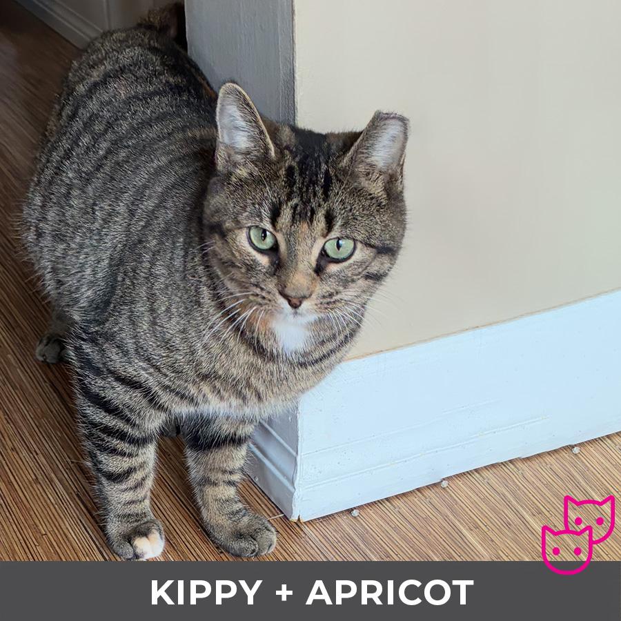 Enlarge Kippy (bonded with Apricot), an adoptable Domestic Short Hair in Etobicoke, ON image 2/6