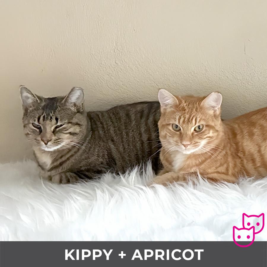 Enlarge Kippy (bonded with Apricot), an adoptable Domestic Short Hair in Etobicoke, ON image 6/6