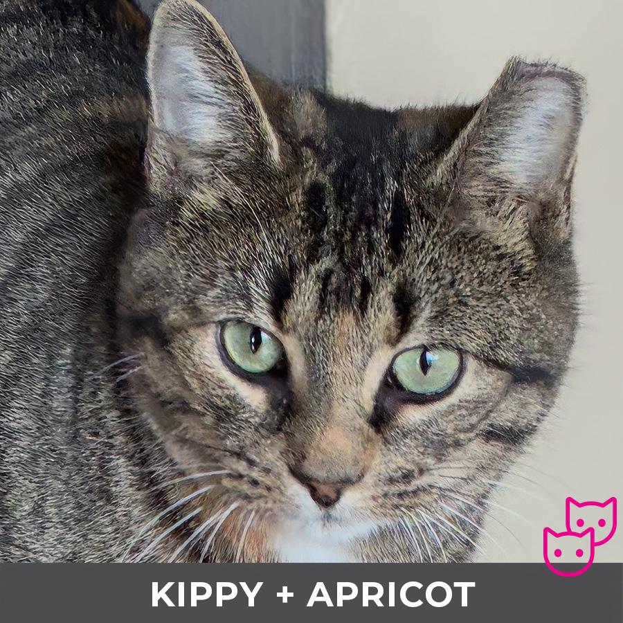 Enlarge Kippy (bonded with Apricot), an adoptable Domestic Short Hair in Etobicoke, ON image 3/6