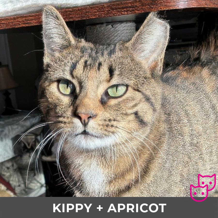 Kippy (bonded with Apricot), adoptable, Young Female Domestic Short Hair.